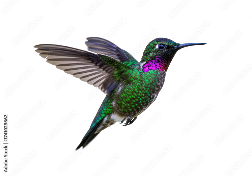 Fototapeta premium Colorful Rufous-throated hummingbird flying isolated PNG, vibrant green and magenta bird on transparent background