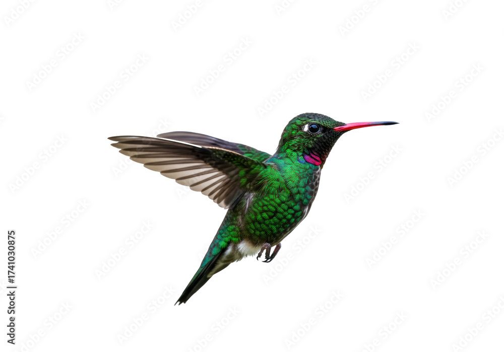 Fototapeta premium Rufous-tailed hummingbird PNG isolated on transparent background, vibrant green and red tropical bird in flight, wildlife photography