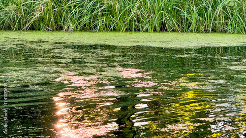 Sunset Reflection on Green River Surface with Duckweed and Reeds. Concept of Eco Travel Aesthetics, Untouched Nature, Slow Living Mood, and Serene Outdoor Scenery for Backgrounds