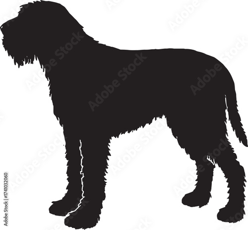 Silhouette of a majestic irish wolfhound standing proudly showing its large frame and shaggy coat