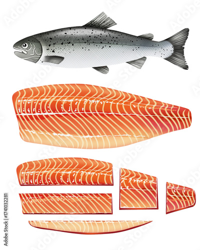 Detailed vector illustration set of Atlantic Salmon isolated on white background