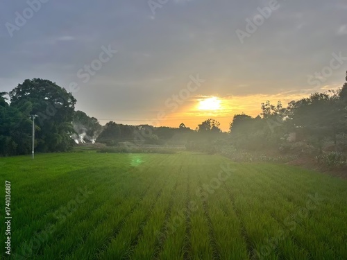 Rural Sunset over Green Farmland - Peaceful Countryside Natural Scenery Material