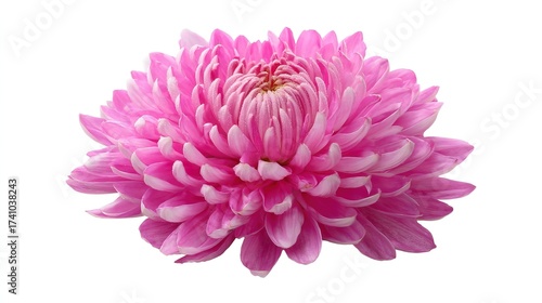 Close - up of Full Pink Dahlia (on White Background) - Floral Design Material
