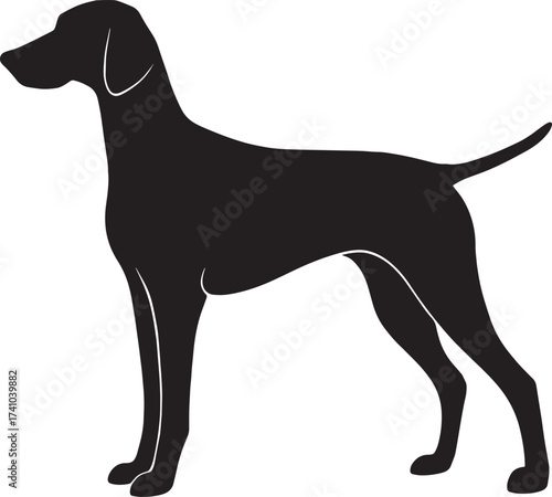 Elegant silhouette of a german shorthaired pointer dog breed
