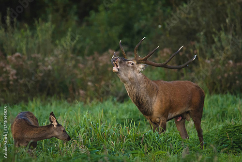 Fototapeta Naklejka Na Ścianę i Meble -  Red deer stag roaring during rut on meadow with hinds, Ujście Warty National Park