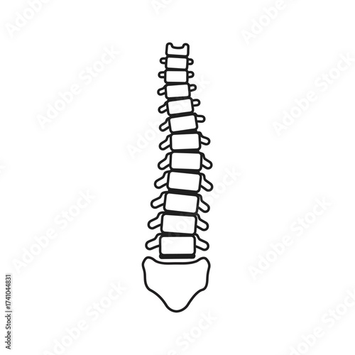 Simple illustration of a human spine with vertebrae and sacrum detail