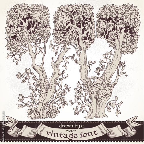 Fable forest hand drawn by a vintage font - W