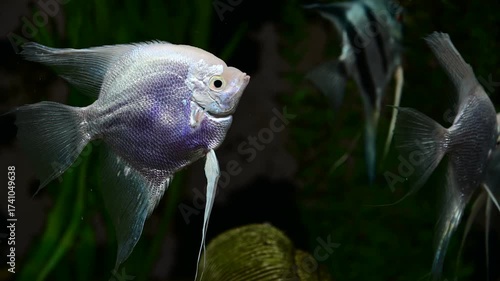 fish at aquarium, under water, animals

