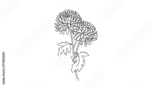 Black and white illustration of chrysanthemum flowers isolated on white