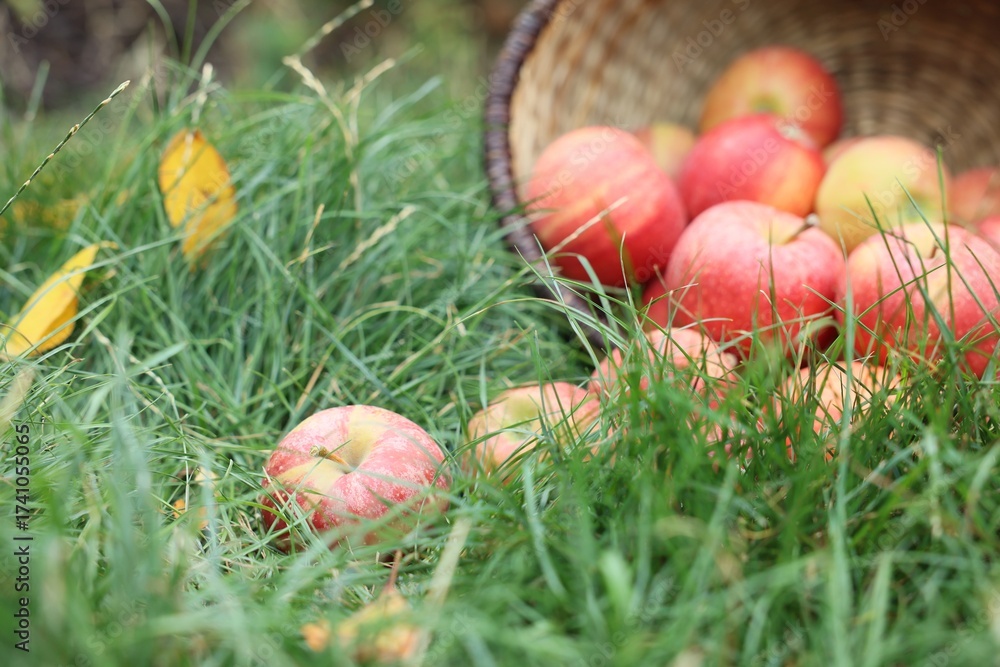 Fototapeta premium Fresh ripe apples in wicker basket and fallen leaves on green grass outdoors, closeup