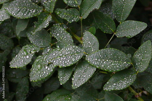 水滴のついたハギの葉