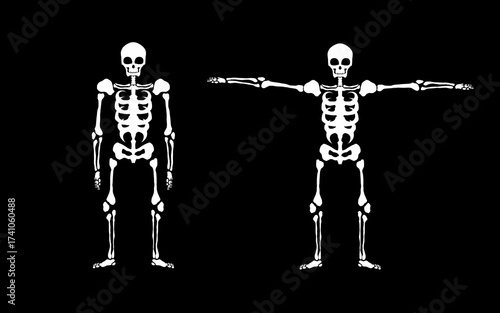 Human skeleton illustration front view and T-pose on black background. Anatomy bone structure vector design
