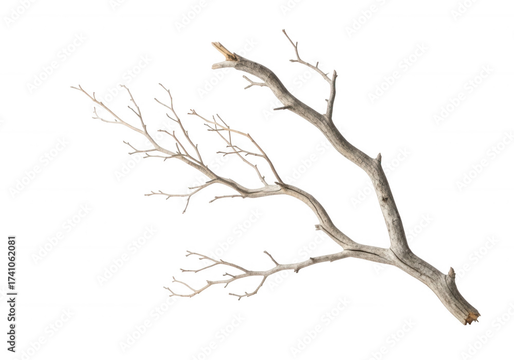 Fototapeta premium Icy branches against black isolated on a transparent background