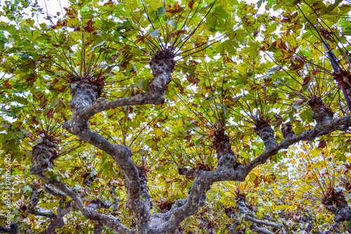 Ramas de otoño