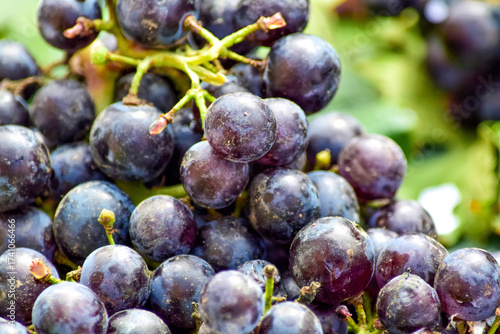 Racimo de uvas tintas