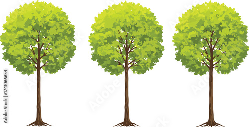 Three green trees, deciduous foliage illustration, symmetrical canopy design, landscaping elements, garden planning asset, vector plants, outdoor environment, nature education, seasonal greenery