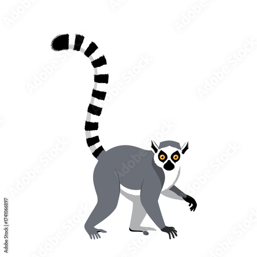 Ring tailed lemur a primate native to Madagascar known for its distinctive black and white striped tail.