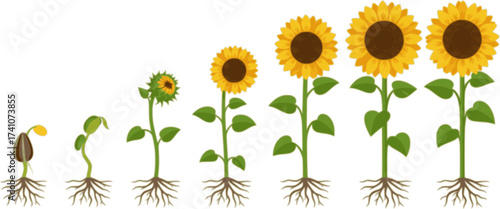 vector sunflower plant growth stages concept
