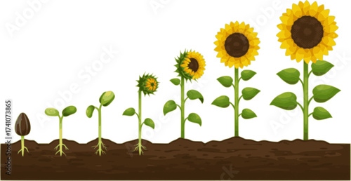 vector sunflower plant growth stages concept
