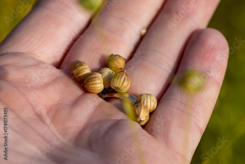 spherical boxes with flax seeds in a field before harvesting seeds and making fiber in a person's palm, a monoculture field with a flax crop on a man's hand, flax for making food and fabrics