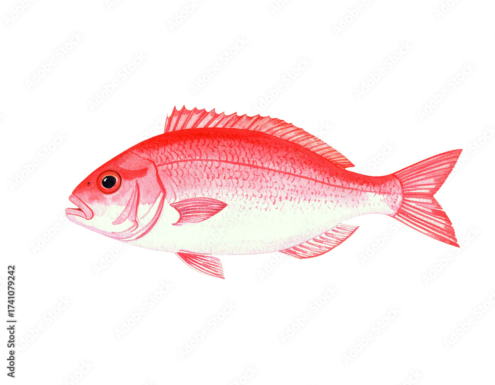 Fototapeta premium 真鯛の水彩イラスト