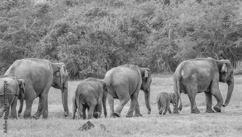 Herd of elephants with baby elephants, Srilanka.