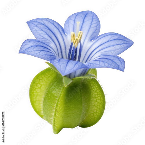 Wild Nicandra (apple-of-Peru) blossoms in delicate blue with contrasting green calyx