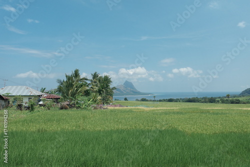rice field in indonesia