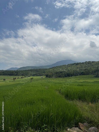 green grass and blue sky
