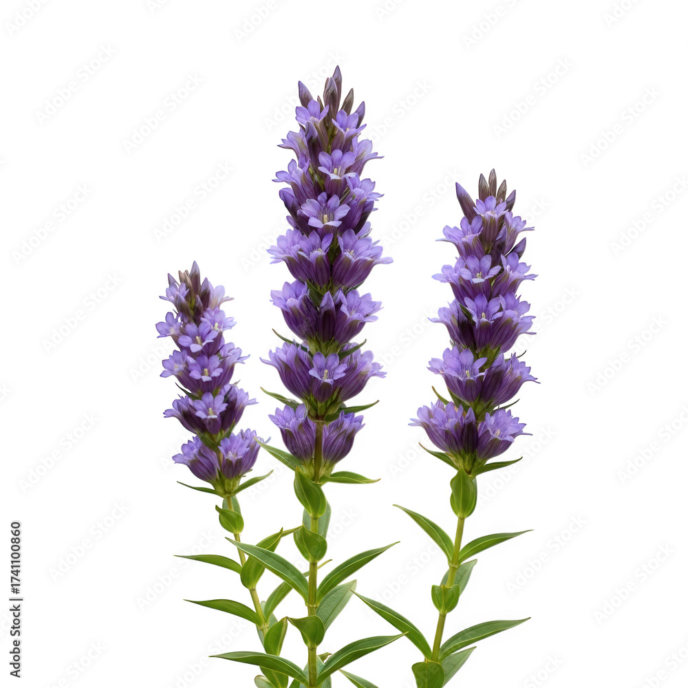 Obraz premium Autumn gentian in soft purple, clustered upright blossoms, mountain slope background