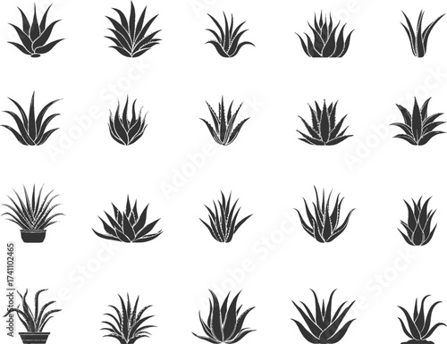 Set silhouettes of aloe vera isolated on transparent background. Vector illustration
