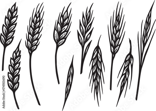 Oats and barley linocut illustration black and white vector engraving with grain stalks detailed pattern for natural food packaging and label