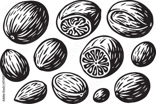 Nutmeg spice linocut illustration black and white vector engraving with whole and halved nuts detailed texture for kitchen and herbal label design