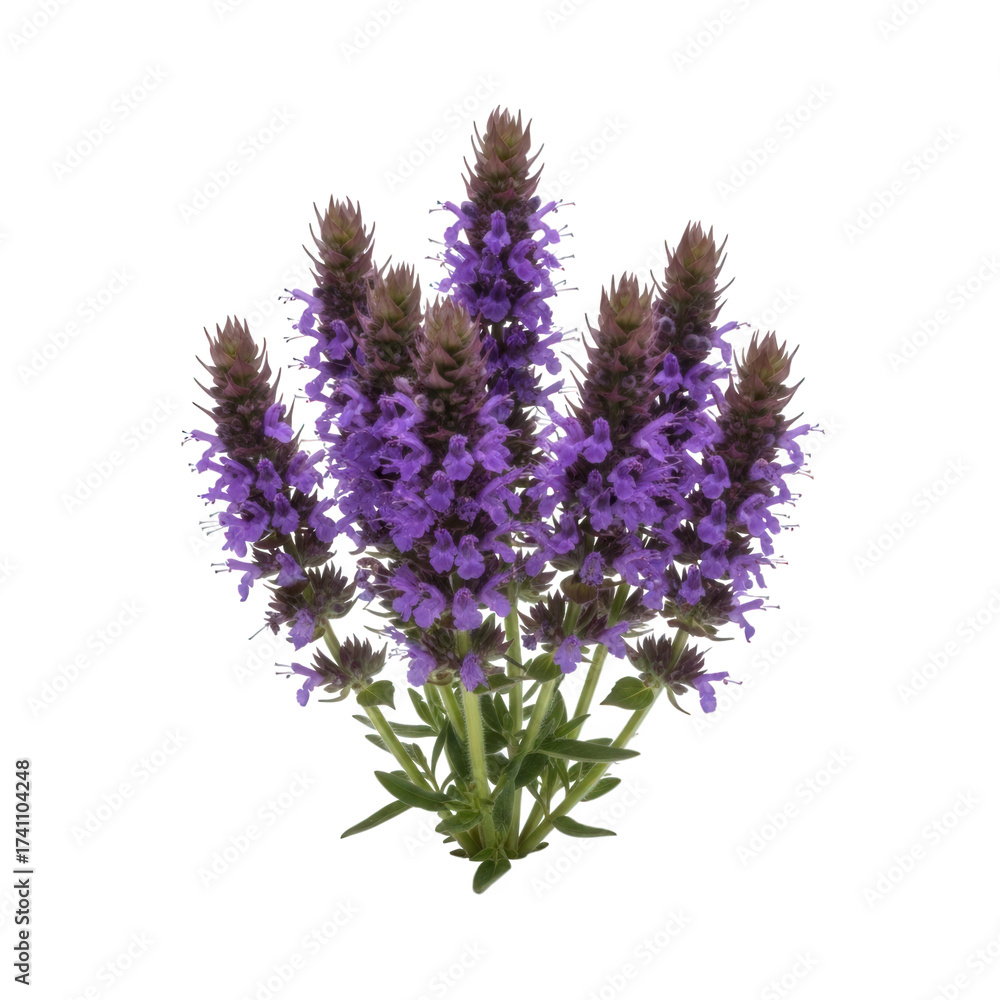 Naklejka premium Ancient hyssop flowers in deep purple clusters, upright stalks with fine detail, rustic herbal garden setting