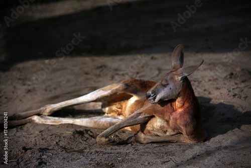 地面に寝そべり休むアカカンガルー