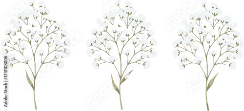 Baby's breath flower sprigs isolated on white background, delicate botanical illustration, floral design element, airy texture, nature-inspired minimalist art