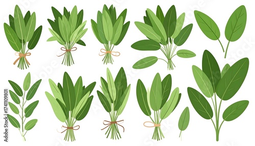 Illustration of Fresh Sage Bunches and Leaves Isolated on a White Background