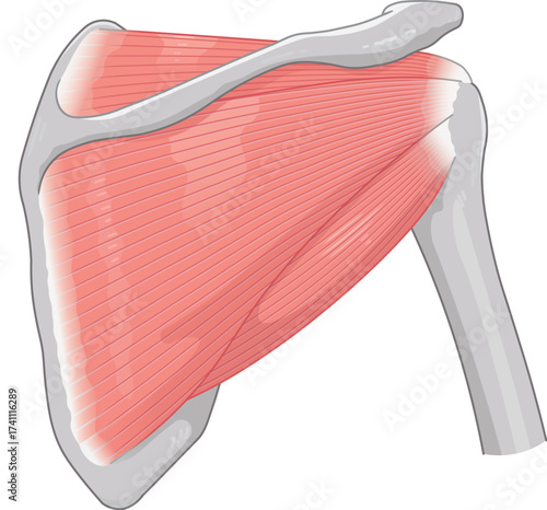 肩の腱板のイラスト rotator cuff of the shoulder