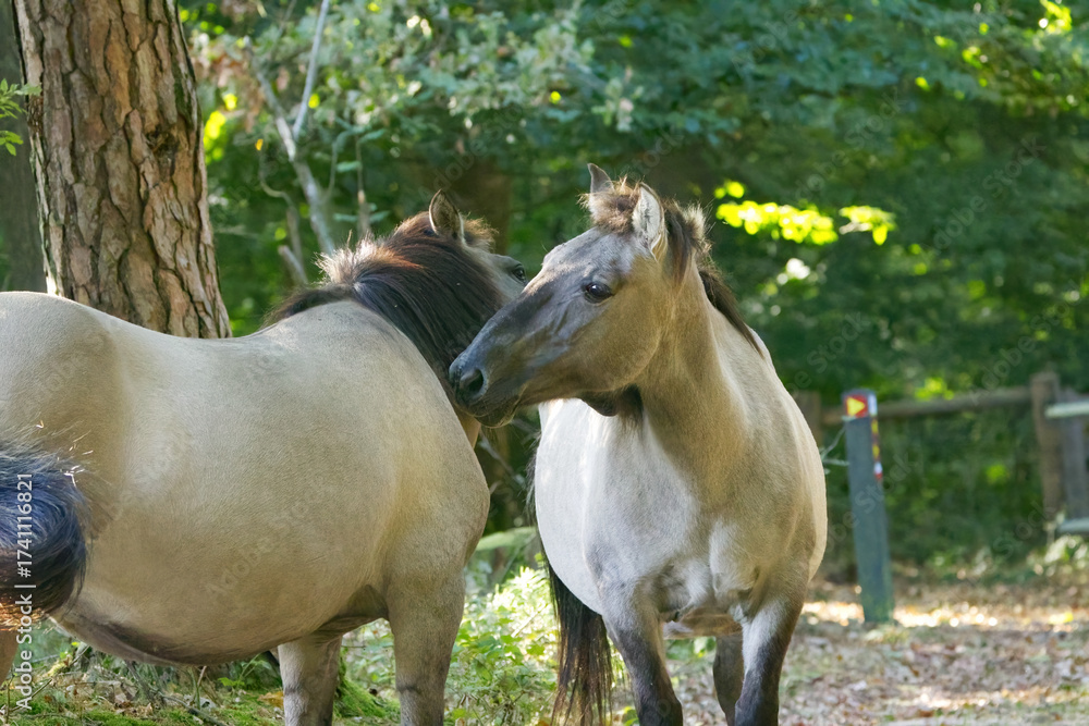 Obraz premium Two Konik horses grooming each other and cleaning their coats, two horses licking each other's coats, Koniks exchanging affection, curious Konik ponies in the wild, Equus ferus caballus