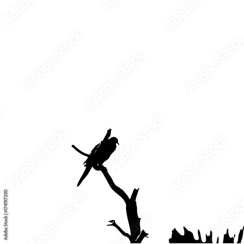 silhouette of a bird