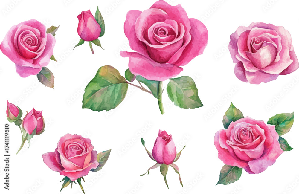 Fototapeta premium watercolor set of pink roses flowers