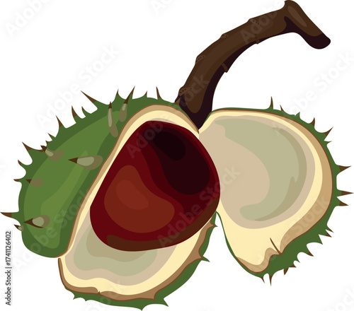 Dehiscent fruit of horse chestnut (Aesculus hippocastanum) isolated on white background	
