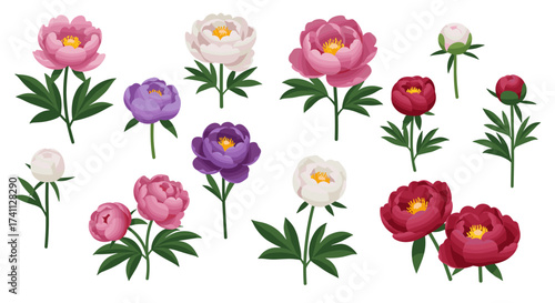 Colorful peony collection with blooming flowers and buds in a flat style