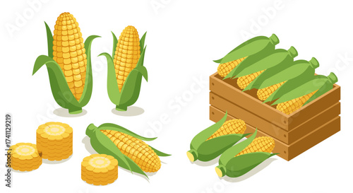 Isometric corn design: fresh ears and cobs in wooden crate