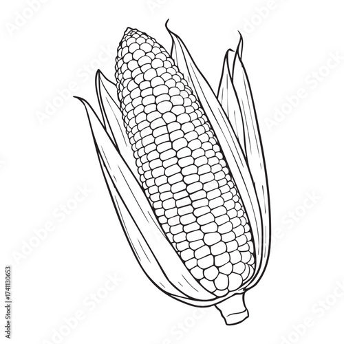 Hand Drawn Corn on the Cob Illustration – Vintage Maize Sketch. Image tracing with adobe illustrator.