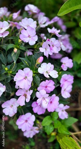 Wallpaper Mural Close-up of vibrant purple and white impatiens flowers Torontodigital.ca