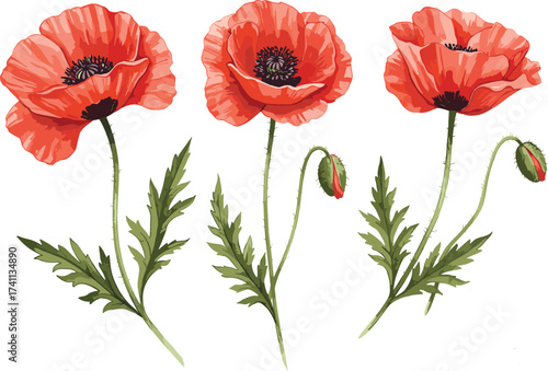 Red poppy flower illustration, blooming and budding stages, botanical line art, thorny stems and jagged leaves, floral design element