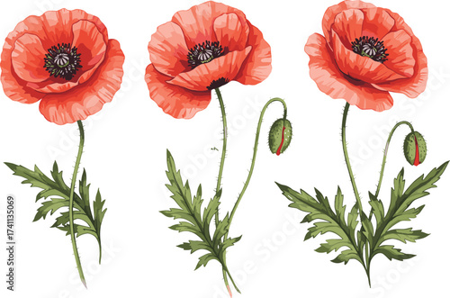 Red poppy flower set, botanical illustration with buds and leaves, blooming stages, vibrant petals, nature-inspired floral vector artwork