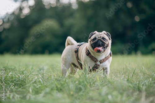 A happy pug is standing on the grass and looking at the camera.