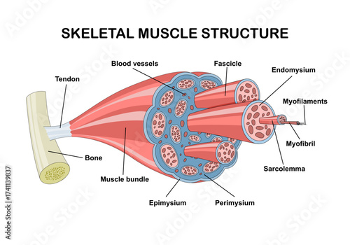 Skeletal muscle structure with anatomical inner layers outline diagram. labeled educational medical muscular section description with fascicle, epimysium, endomysium and fibers vector illustration.